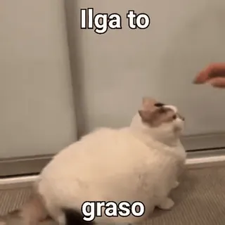 🐱 llga to
graso gatto, animale domestico, meme, divertente, animale telegram sticker