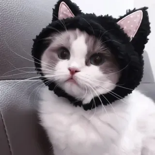 💗 кот, домашнее животное, животное, милый, котенок, кошачья шляпа telegram sticker