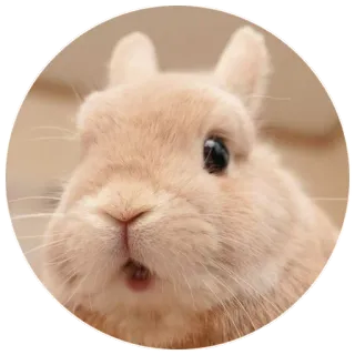 😱 bunny, rabbit, animal, cute, pet, mammal telegram sticker