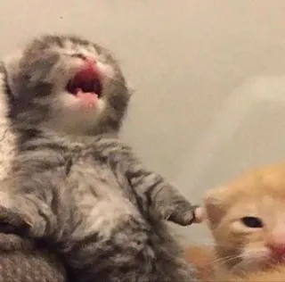 🗣 Kätzchen, Katze, weinend, süß, Tier whatsapp sticker