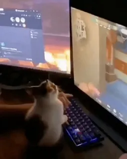 ☺️ Katze, Gamer, Computer, Tastatur, Videospiel, Technologie, Haustier, Tier telegram sticker