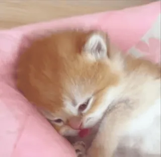 😆 kitten, cute, cat, baby animal, sleepy, pet, domestic animal whatsapp sticker