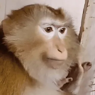 🤩 monkey telegram sticker