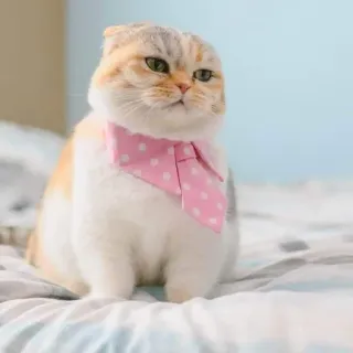 🎃 gato, Scottish Fold, animal de estimação, animal, gato doméstico, mamífero, rosa, cachecol whatsapp sticker
