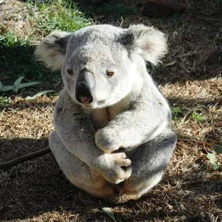 🐨 koala, animal, wildlife, marsupial, Australia, cute telegram sticker