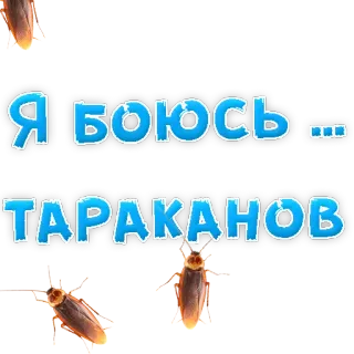 Fear @stickersb2b whatsapp stickers