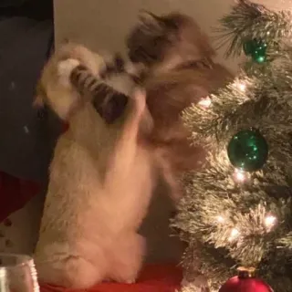 ❤️ cats, christmas tree, animals, playing, kitten telegram sticker