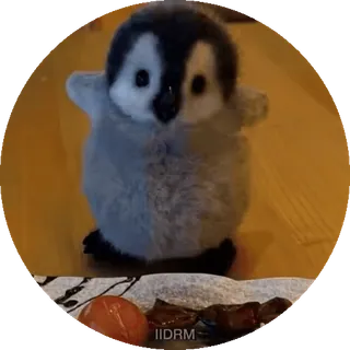 🤤 pinguino, animale, carino, peluche, giocattolo telegram sticker
