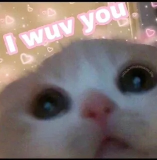 💖 I wuv you gato, fofo, meme, amor, saudável, animal de estimação telegram sticker