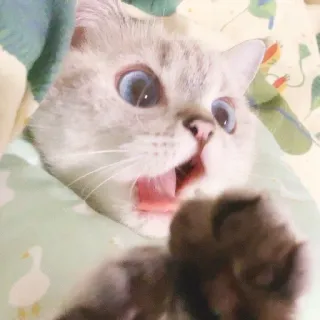 🧸 gatto, animale domestico, animale, carino, scioccato, sorpreso telegram sticker