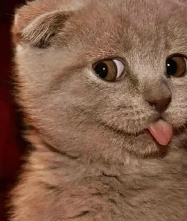 😛 gato, gatito, lindo, animal, mascota, Scottish Fold whatsapp sticker