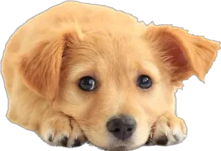 🥺 หมา, ลูกหมา, น่ารัก, สัตว์, สัตว์เลี้ยง, โกลเด้น รีทรีฟเวอร์ telegram sticker