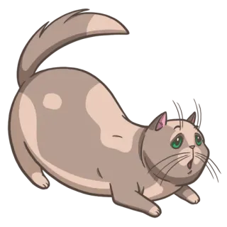 🥺 cat, kitten, cute, animal, pet, playful telegram sticker