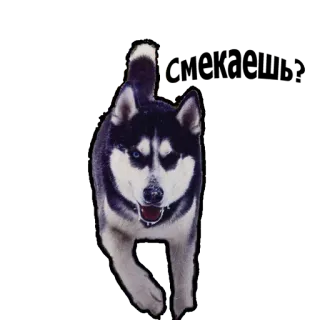 😏 dog, husky, animal, pet, mammal whatsapp sticker