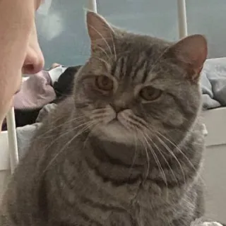 🐱 cat, pet, animal, domestic cat, gray cat, tabby cat, mammal whatsapp sticker