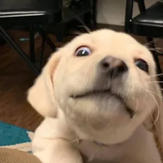 🧐 perro, cachorro, lindo, animal, mascota, labrador telegram sticker