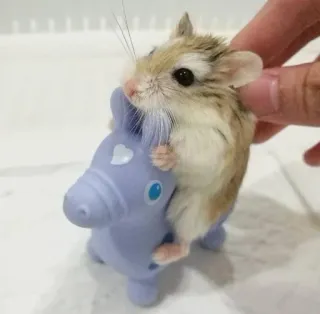 🐴 hamster, animal, toy, pet, cute telegram sticker