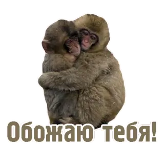 ❤ Обожаю тебя! scimmia, amore, animali, carino, affetto, amicizia, abbraccio telegram sticker