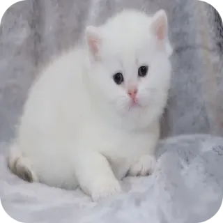 🐱 Kätzchen, Katze, weiße Katze, süß, Tier, Haustier telegram sticker