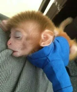 🙈 monkey, animal, sleeping, cute, baby telegram sticker