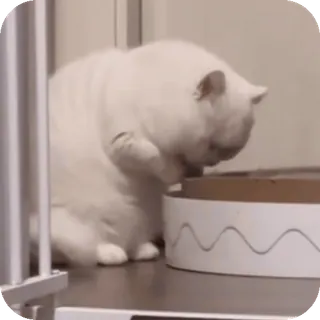 😶 Bocchi the Cat telegram sticker