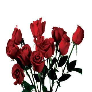 ❤️ 玫瑰, 花, 红色, 花束, 花卉 telegram sticker