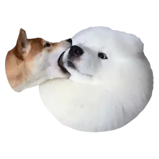 ⚔ 犬, 動物, 柴犬, サモエド, ペット, 可愛い, キス telegram sticker