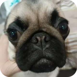 🐶 telegram sticker