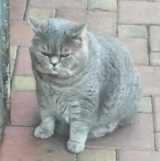 😑 gatto, gatto grigio, british shorthair, animale domestico, animale, felino, carino whatsapp sticker