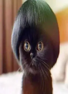 😍 gato, gatito, divertido, mascota, animal, peluca, corte de pelo telegram sticker
