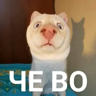 🤨 ЧЕ ВО 고양이, 러시아, 밈, 웃긴, 애완 동물 telegram sticker
