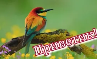 🔆 Приветик! burung, berwarna-warni, salam, alam, satwa liar telegram sticker