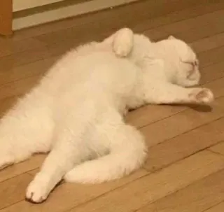 🤪 cat, white cat, pet, domestic animal, animal, lying down, relaxed, sleeping telegram sticker