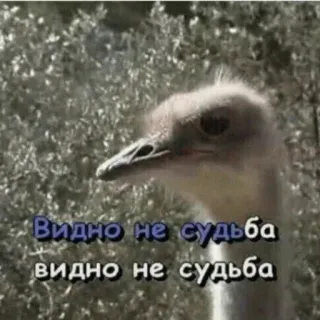 😐 Видно не судьба 
видно не судьба avestruz, pássaro, texto, russo, meme, animal telegram sticker