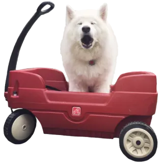 samoyed dog telegram stickers