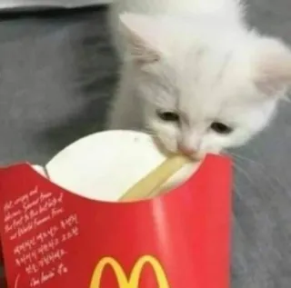 🥲 delicious. Summer taste for the best time of the year. McDonald's. 맛있으면 에프엔에스. We love to see it. I'm lovin' it gato, gatinho, McDonald's, batatas fritas, comida, animal, lanche telegram sticker