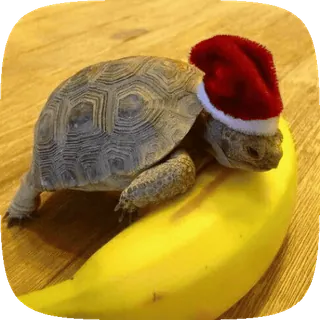 🌟 kura-kura, pisang, natal, topi santa, hewan, reptil whatsapp sticker