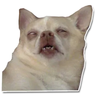 😫 chien, chihuahua, drôle, mème, animal, animal de compagnie telegram sticker
