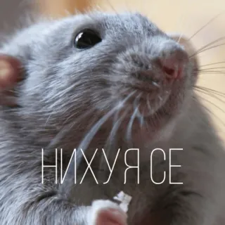 😮 НИХУЯ СЕ rat, rongeur, animal, surprise, exclamation telegram sticker