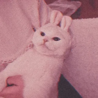 🐈‍⬛️ cat, bunny ears, cute, pet, animal telegram sticker