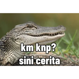 🐊 km knp? sini cerita аллигатор, животное, крокодил, рептилия telegram sticker