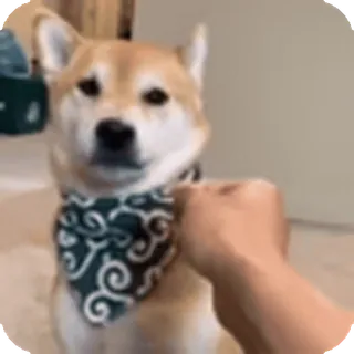 🌟
