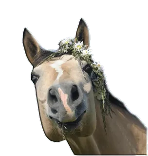 🐴 animal, cheval, fleurs, mignon telegram sticker