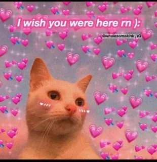 💖 I wish you were here rn ): gato, desejo, amor, fofo, meme, corações telegram sticker