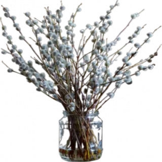 💐 растение, весна, природа, ветки, верба, ваза, цветы whatsapp sticker