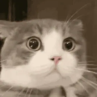 🐱 cat, cute, animal, pet, funny, meme whatsapp sticker