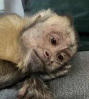 🙈 monkey, animal, capuchin, sad, cute telegram sticker