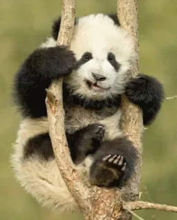 😕 panda, cute, animal, climbing, tree, nature telegram sticker