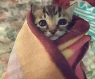 🥺 kucing, anak kucing, selimut, lucu, hewan, peliharaan, terbungkus telegram sticker