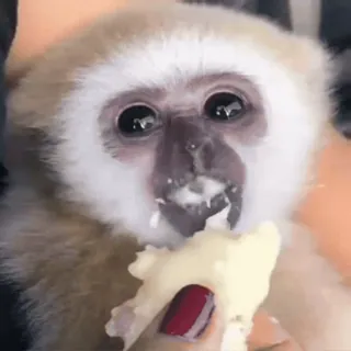 🍌 monkey, ape, animal, cute, wildlife, primate, eating whatsapp sticker